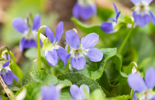 Hermosas Violetas Que Crecen Prado Primavera —  Fotos de Stock