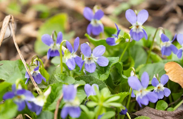 Hermosas Violetas Que Crecen Prado Primavera — Foto de Stock