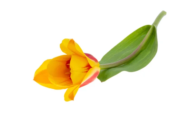 Yellow Red Tulip Isolated White Background Royalty Free Stock Photos