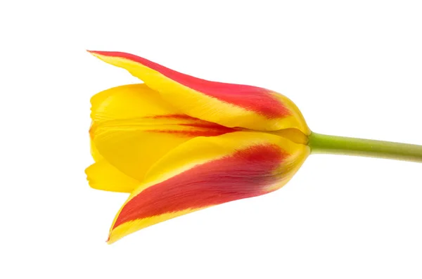 Yellow Red Tulip Isolated White Background Stock Photo