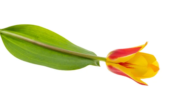 Yellow Red Tulip Isolated White Background Stock Photo