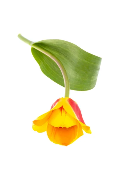 Yellow Red Tulip Isolated White Background Stock Image