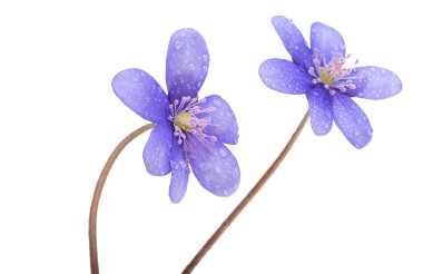 Beyaz arka plan üzerinde izole mantarı nobilis