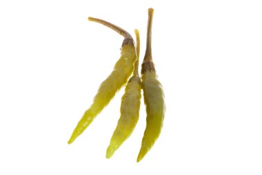 turşulu biber beyaz arkaplanda izole edildi