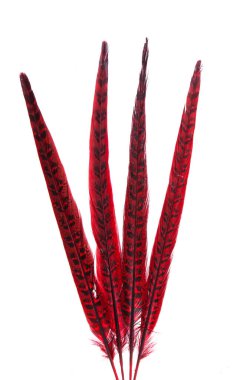 Beyaz arkaplanda yalıtılmış sülün tüyleri