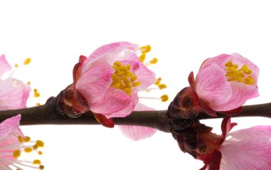 Beyaz arkaplanda izole edilmiş sakura çiçeği