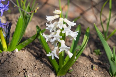 Baharda çiçek açan sümbül çiçekleri.