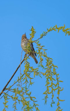 İlkbaharda bir ağaç dalında ardıç kuşu