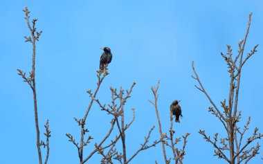 İlkbaharda bir ağaç dalında benekli sığırcık.