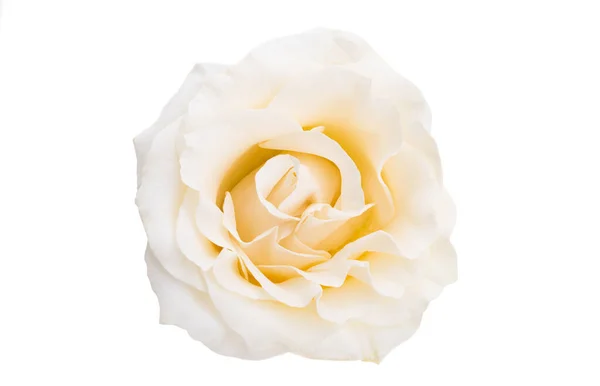 Λευκό Τριαντάφυλλο Απομονωμένο Λευκό Φόντο — Φωτογραφία Αρχείου