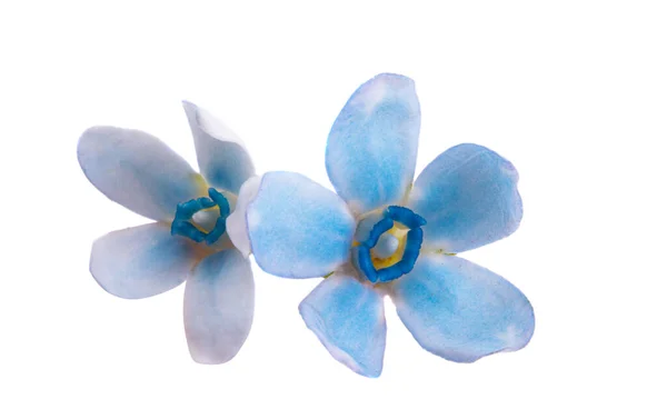 Blue Small Flower Isolated White Background — Stock Photo, Image