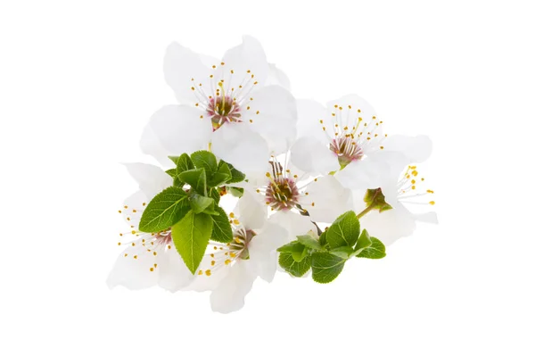 Beyaz Arka Plan Üzerinde Izole Kiraz Çiçek — Stok fotoğraf