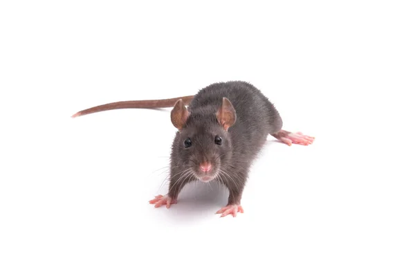 Råtta Isolerad Vit Bakgrund — Stockfoto