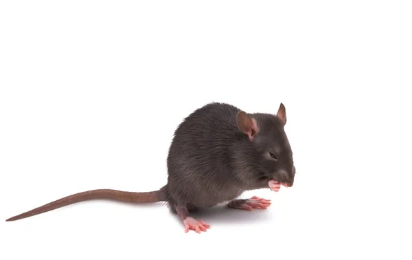 Råtta Isolerad Vit Bakgrund — Stockfoto