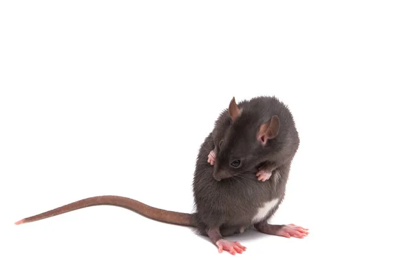 Ποντικός Απομονωμένος Λευκό Φόντο — Φωτογραφία Αρχείου