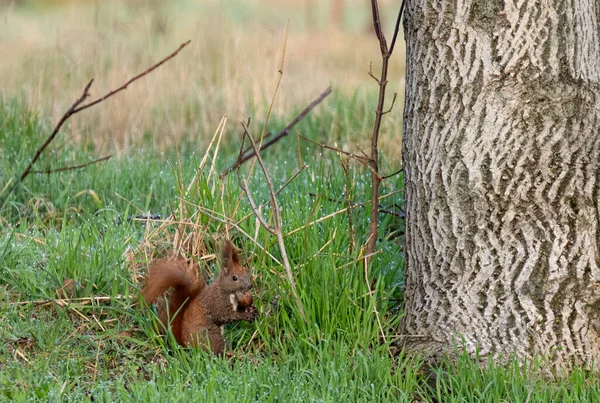 Wiewiórka Nakrętką Pod Drzewem — Zdjęcie stockowe