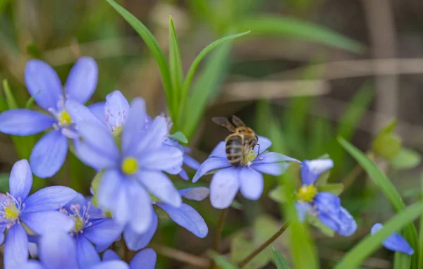 Hepatica Nobilis Ormanda Büyüyen Ilk Bahar Çiçeği — Stok fotoğraf
