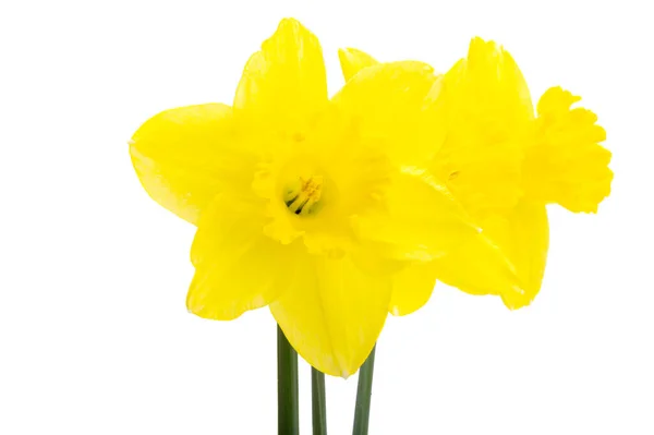 Flores Narciso Isolado Fundo Branco — Fotografia de Stock