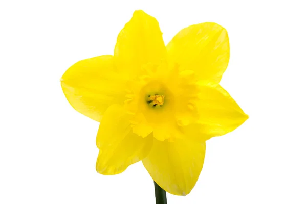 Цветы Narcissus Изолированы Белом Фоне — стоковое фото