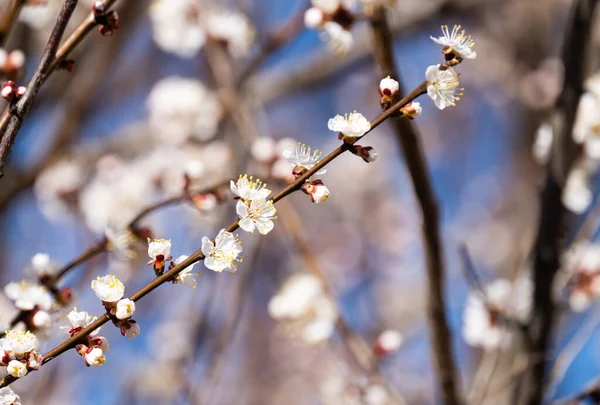 Цвіте Абрикос Ранньою Весною — стокове фото