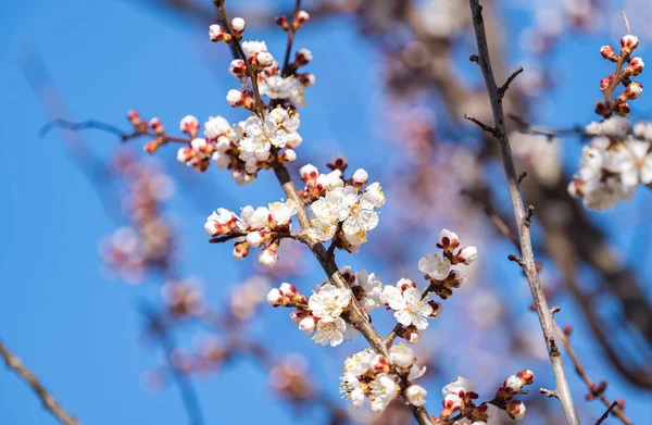 Apricot Blossoms Early Spring — Stock Photo, Image