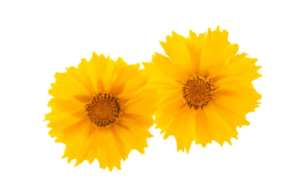 Żółty Kwiat Izolowany Białym Tle — Zdjęcie stockowe
