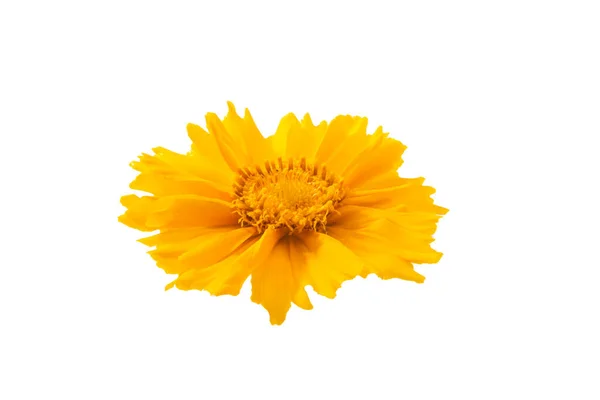 Flor Amarilla Aislada Sobre Fondo Blanco —  Fotos de Stock