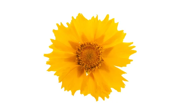 Κίτρινο Λουλούδι Απομονωμένο Λευκό Φόντο — Φωτογραφία Αρχείου