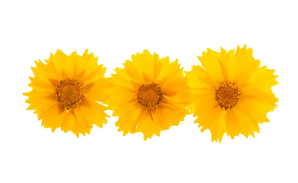Жовта Квітка Ізольована Білому Тлі — стокове фото
