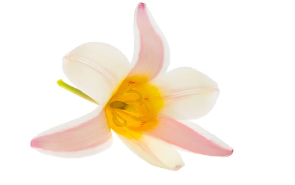 Fleur Tulipe Isolée Sur Fond Blanc — Photo