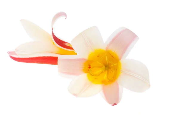 Tulip Flower Isolated White Background — Stock Photo, Image