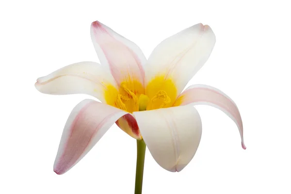Flor Tulipa Isolada Fundo Branco — Fotografia de Stock