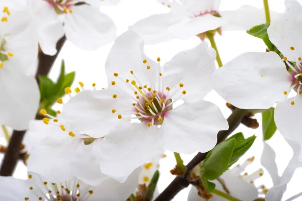 Вишневый Цветок Белом Фоне — стоковое фото