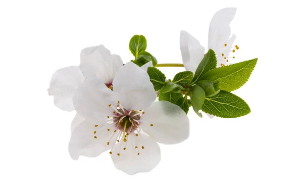 白い背景に分離された桜の花 — ストック写真