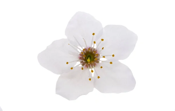 Wiśniowy Kwiat Białym Tle — Zdjęcie stockowe