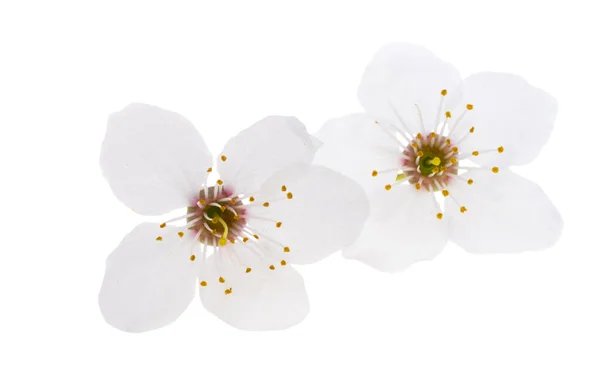 Wiśniowy Kwiat Białym Tle — Zdjęcie stockowe