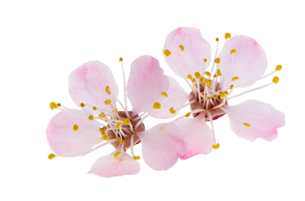 Sakura Kwiat Izolowany Białym Tle — Zdjęcie stockowe