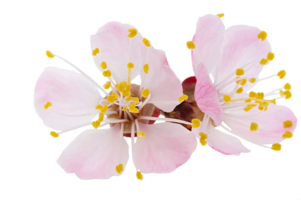 Sakura Kwiat Izolowany Białym Tle — Zdjęcie stockowe