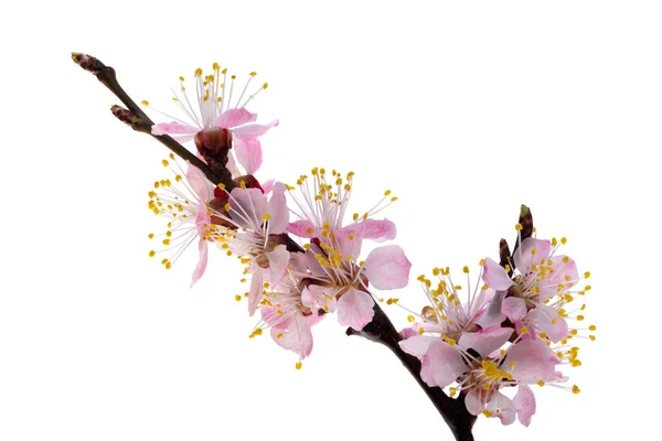 Sakura Fiore Isolato Sfondo Bianco — Foto Stock