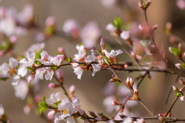 Cherry Blossom Blommor Våren — Stockfoto