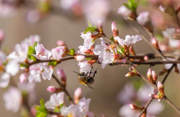Kiraz Ağaçları Çiçek Bahar — Stok fotoğraf