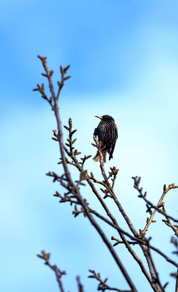 Starling Mottled Tree Branch Spring — Stock Photo, Image