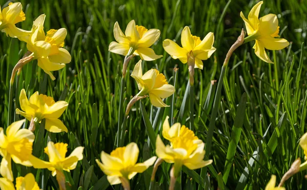 Sárga Nárciszvirág Egy Virágágyásban — Stock Fotó