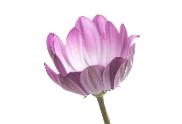Mor Pembe Osteosperumum Çiçek Papatya Beyaz Bir Arka Plan Makro — Stok fotoğraf