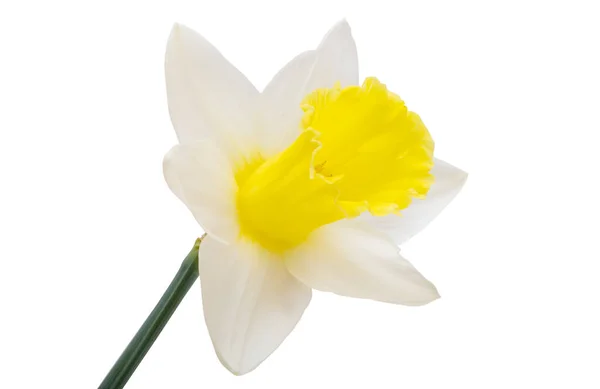 Квіти Нарцис Ізольовані Білому Тлі — стокове фото