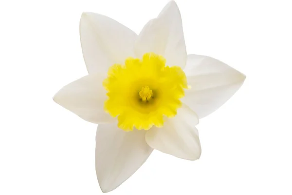 Fleurs Narcisse Isolé Sur Fond Blanc — Photo