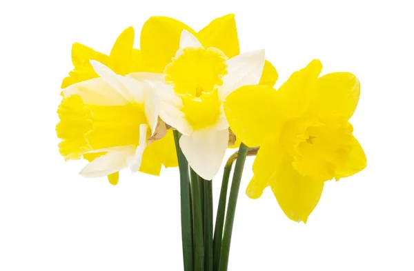 Flores Narciso Aislado Sobre Fondo Blanco —  Fotos de Stock
