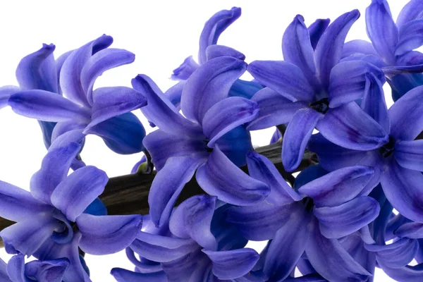 Hyacint Blomma Isolerad Vit Bakgrund — Stockfoto