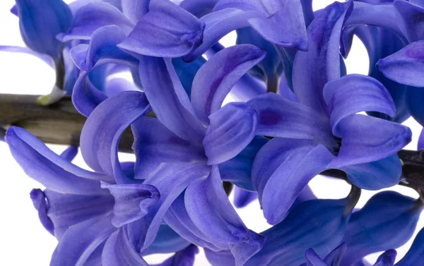 Bunga Hyacinth Diisolasi Pada Latar Belakang Putih — Stok Foto