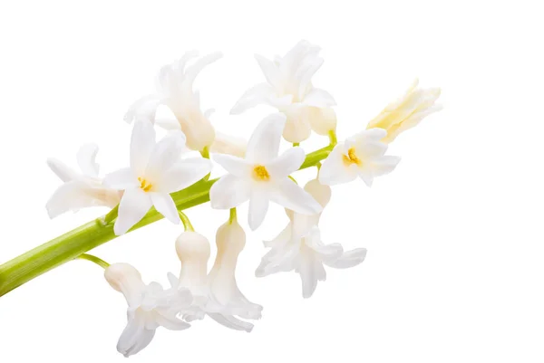 Beyaz Arkaplanda Izole Edilmiş Sümbül Çiçeği — Stok fotoğraf